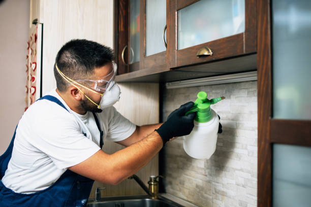 Flea Control Services in Elma, WA