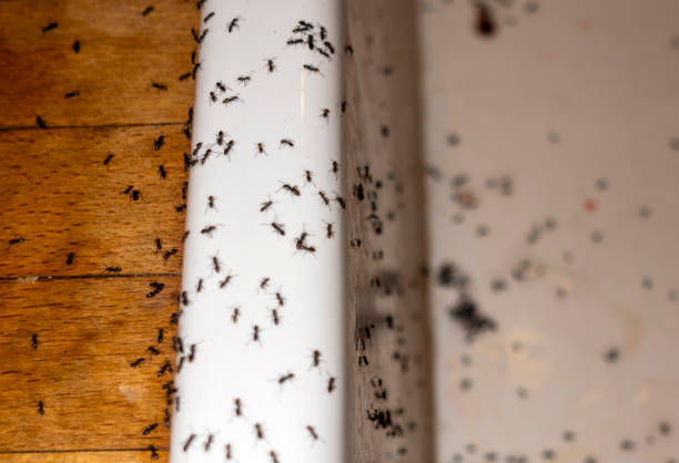 Best Pest Control Near Me  in Elma, WA