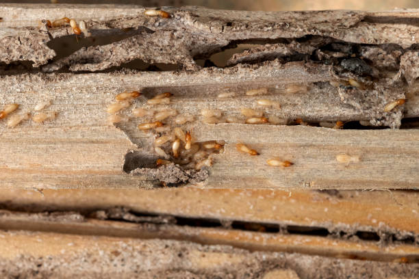 Best Flea Control Services  in Elma, WA