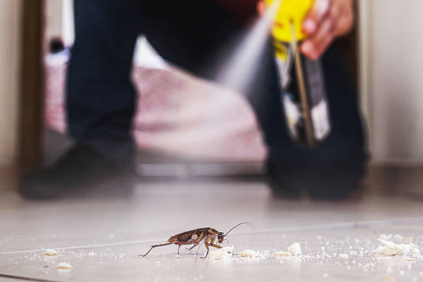 Best Affordable Pest Control Services  in Elma, WA